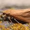 Rusty Holomelina Moth - 8123