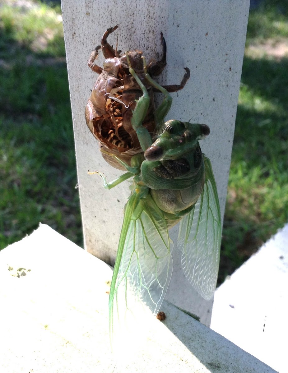 Annual Cicada