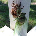 Annual Cicada