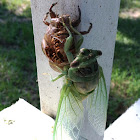 Annual Cicada