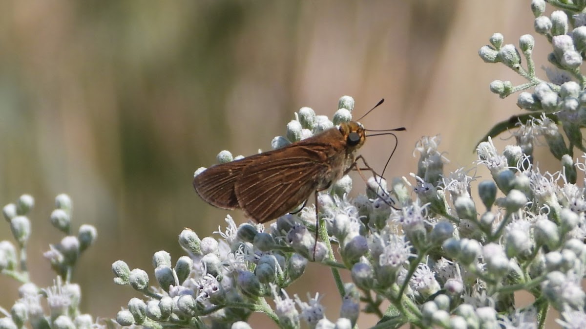 Ocola skipper