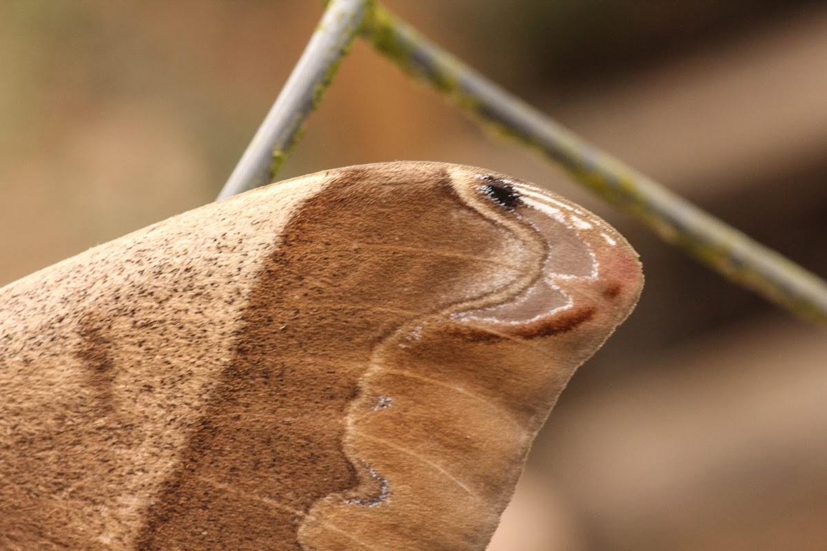 Giant Silk Moth