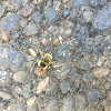 Unknown bee