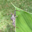 Wheel Bug