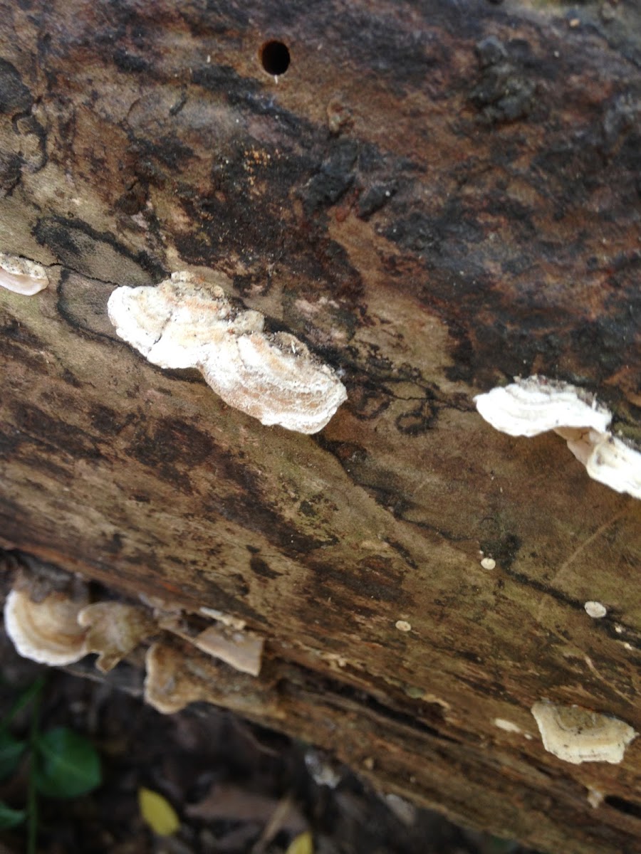 oyster mushroom