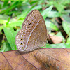 The Janardana Bush Brown