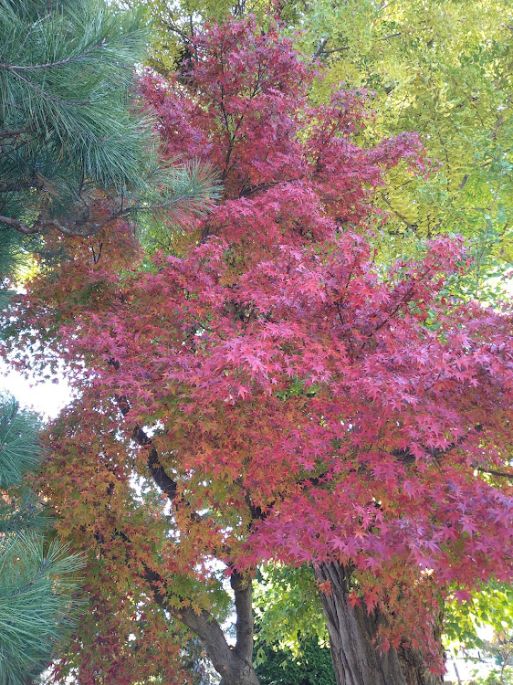A4 アバントのオイル交換・紅葉・皆既月食・タイヤ交換完了に関するカスタム事例の投稿画像7枚目