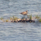 Black bellied plover