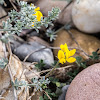 Yellow flowers