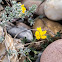 Yellow flowers