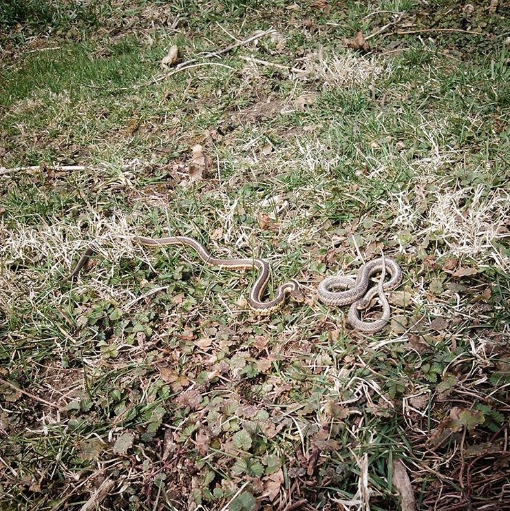 Garden Snake