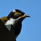 Blue-faced Honeyeater (juvenile)