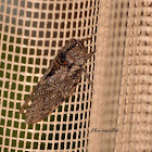 Orange-wing Cicada