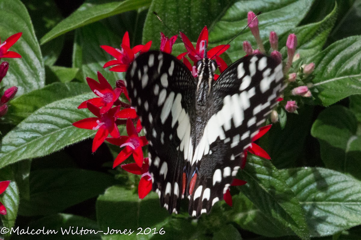 Lime Butterfly