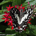 Lime Butterfly