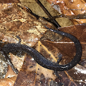 Northern slime salamander