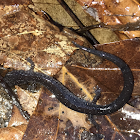 Northern slime salamander