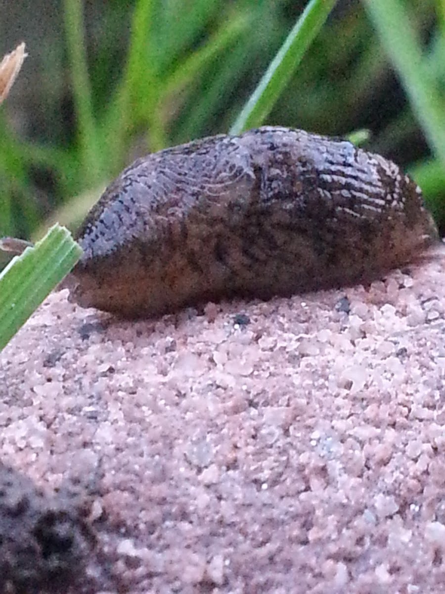 Black Slug