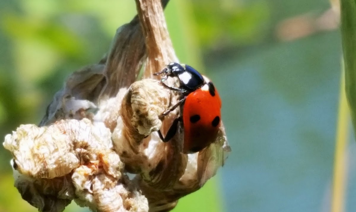 seven-spotted ladybug