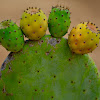 Coastal Prickly Pear