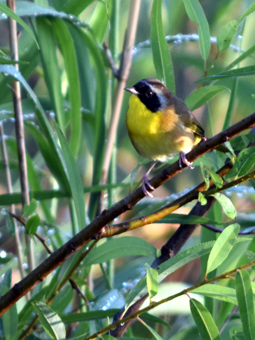 Common Yellowthoat (male)