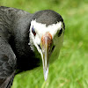 White-breasted Waterhen