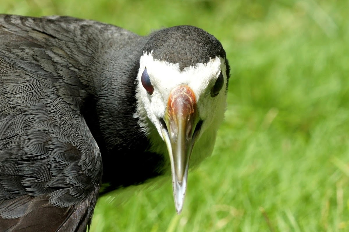 White-breasted Waterhen