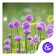 Flower-APUS Launcher theme icon