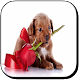 Download Perritos con Frases de Amor For PC Windows and Mac 1.0