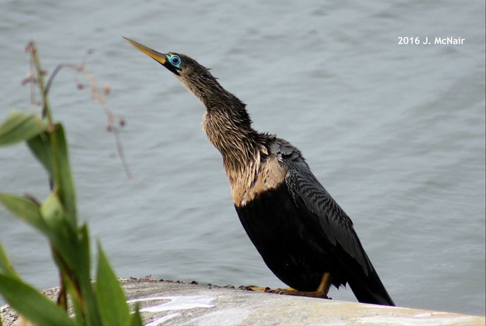 Anhinga