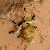 Southern Flannel Moth