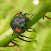 Escarabajo tortuga / Spotted tortoise beetle