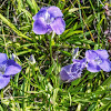 Lesser Fringed Gentian