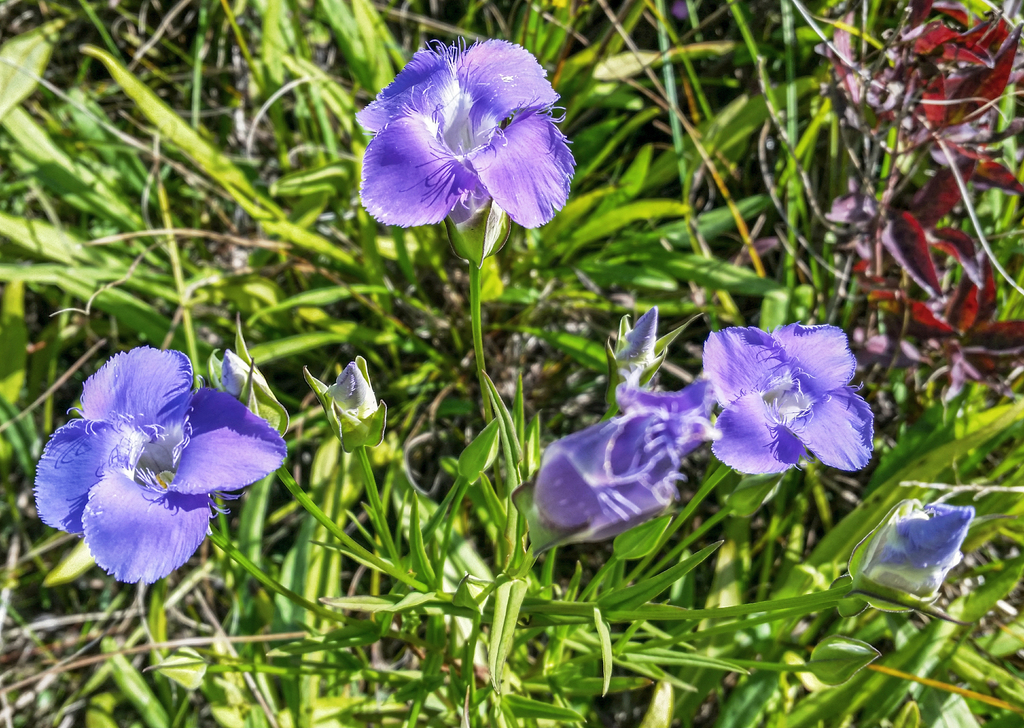 Lesser Fringed Gentian