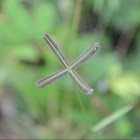 Egyptian crowfoot grass