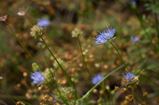 Jasione montana