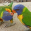 Rainbow Lorikeet