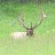 American Elk