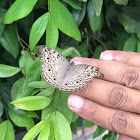 Grey Pansy