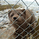 Arctic Fox