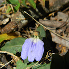 Cynarospermum asperrimum