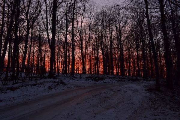 Fuoco tra gli alberi di MARCO MONTORI 