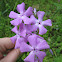 Woodland Phlox