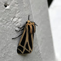 Nais Tiger Moth