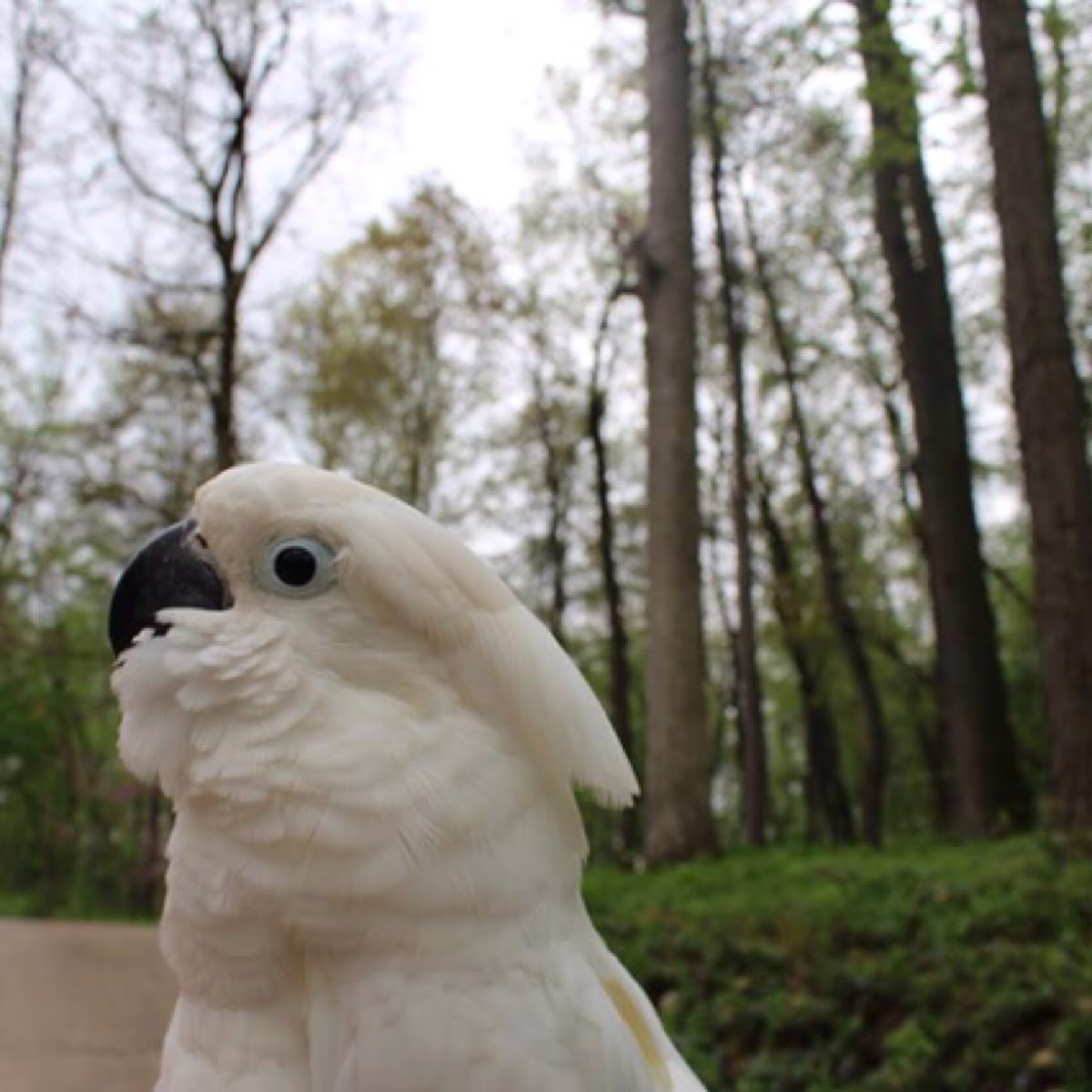 Umbrella cockatoo