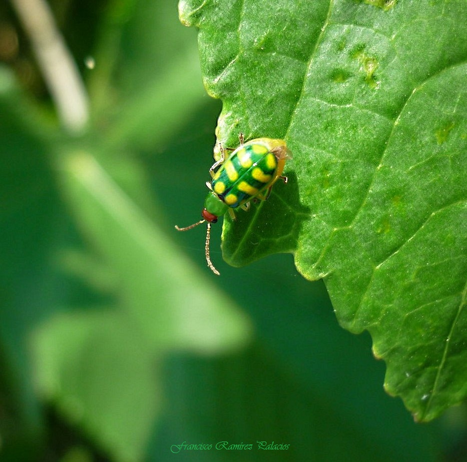 Banded Cucumber Beetle