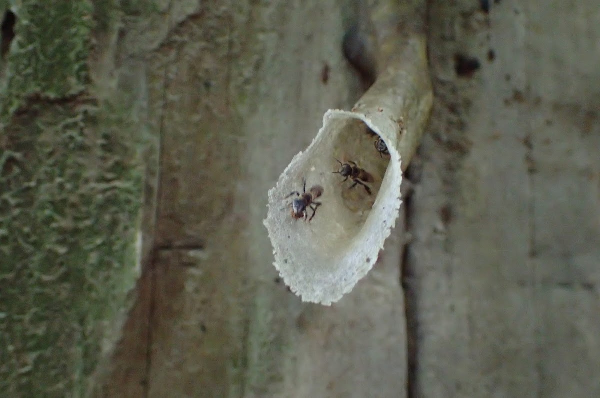 Stingless Bee