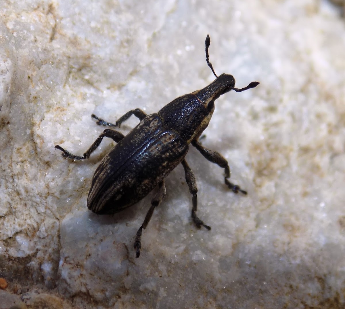 Cylindrical weevil