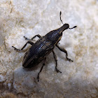 Cylindrical weevil