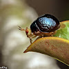 Beetle Fly